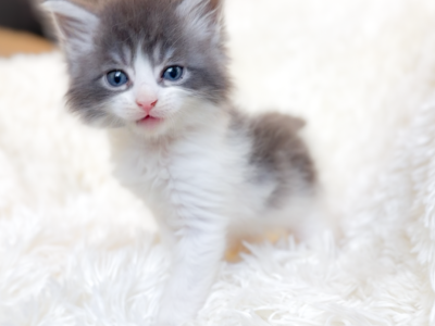 Cashmere - Maine Coon - Gallery Photo #1