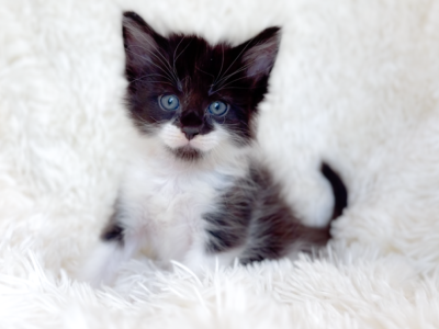 Zoro Poly - Maine Coon - Gallery Photo #1