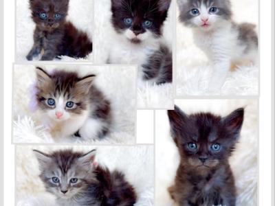 Time To Get Cozy Maine Coons - Maine Coon - Gallery Photo #1