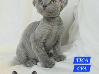 Devon Rex Kittens TICA  CFA Breeding Rights Ready - Devon Rex - Gallery Photo #1
