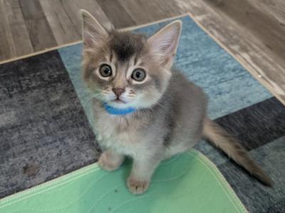 Blue Somali Male Kittens - Somali - Gallery Photo #1