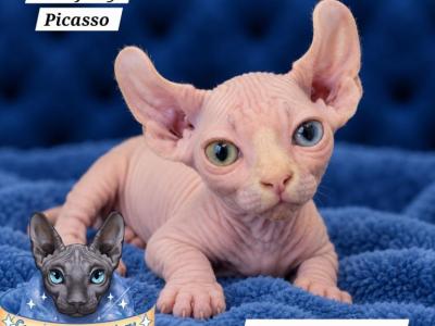 Odd Eyes DBE Sphynx Dwelf Boy  TICA - Sphynx - Gallery Photo #1