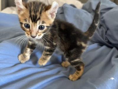 Kitten Boy - Domestic - Gallery Photo #1