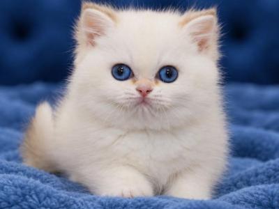 British Shorthair Boys Girls   Ready To Go Home - British Shorthair - Gallery Photo #1
