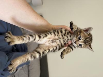 Girl Kitten - Domestic - Gallery Photo #1