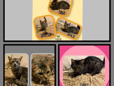 Bengal And Munchkin Cross GENETTA - Bengal - Gallery Photo #1