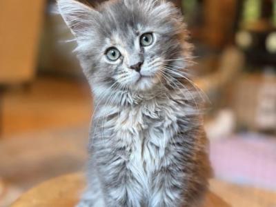 Blue Tortie - Maine Coon - Gallery Photo #1