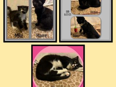 Scottish Fold And Scottish Kilt Cats And Kittens - Scottish Fold - Gallery Photo #1