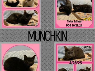 Munchkin Cats & Kittens - Munchkin - Gallery Photo #1