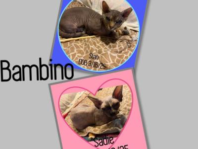 Bambino Cats - Bambino - Gallery Photo #1