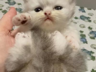 Biscuit - Persian - Gallery Photo #1