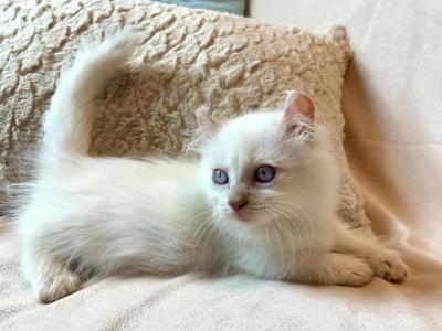 Rexy - Munchkin - Gallery Photo #1