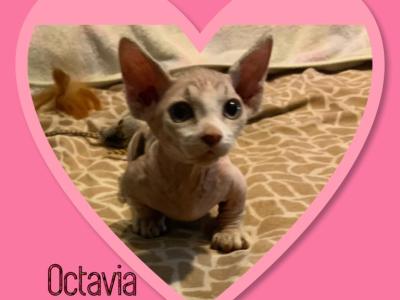 Bambino Kittens - Bambino - Gallery Photo #1