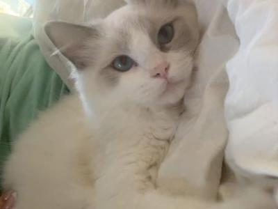 Royaltyragscattery - Ragdoll - Gallery Photo #1