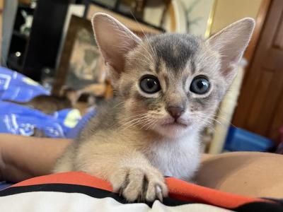 Sweet Blue Girl - Abyssinian - Gallery Photo #1