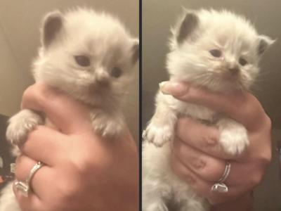 2 AVAILABLE Kats Ravishing Ragdolls - Ragdoll - Gallery Photo #1