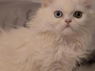 Oddeye Male - Persian - Gallery Photo #1