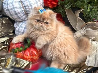 Red Boy Lake Of The Ozarks Missouri - Persian - Gallery Photo #1