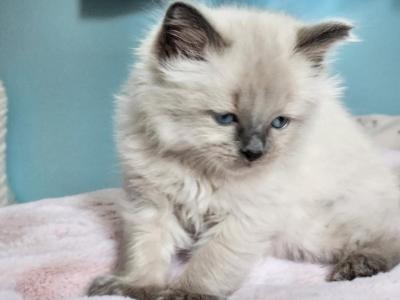 Ragdoll Male - Ragdoll - Gallery Photo #1