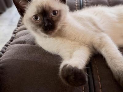 MOCHA - Siamese - Gallery Photo #1