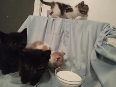The MilkMouth GANG - American Shorthair - Gallery Photo #1