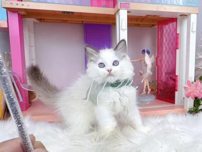 R283 - Ragdoll - Gallery Photo #1