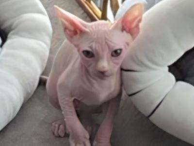 Maksym - Sphynx - Gallery Photo #1