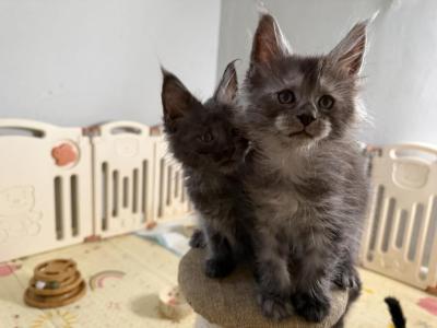 Gucci - Maine Coon - Gallery Photo #1