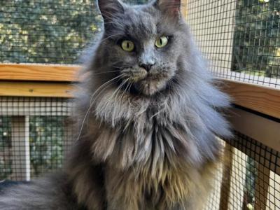 Valentina - Maine Coon - Gallery Photo #1