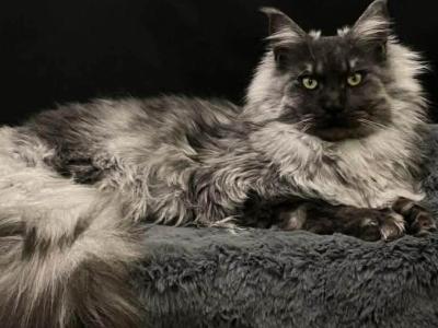 Huxley Black Smoke Male - Maine Coon - Gallery Photo #1