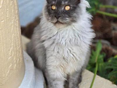 Black Smoke Male - Maine Coon - Gallery Photo #1