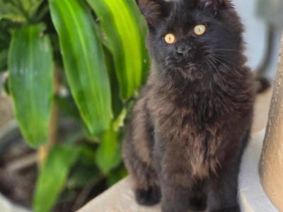 Maine Coon Solid Black Female - Maine Coon - Gallery Photo #1