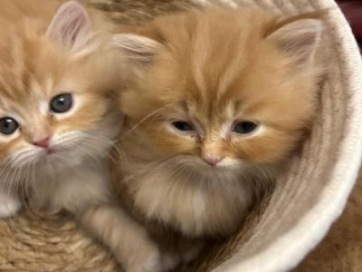 Scottish Straight Beautiful Male Orange Color - Scottish Straight - Gallery Photo #1