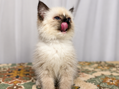 Pretty - Ragdoll - Gallery Photo #1