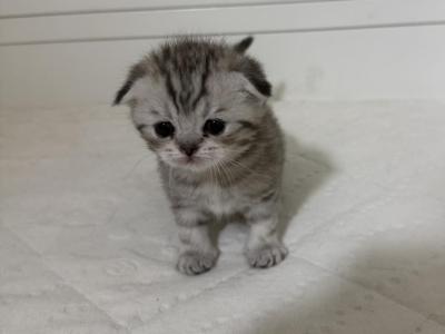 Striped Female Scottish Fold Kitten - Scottish Fold - Gallery Photo #1