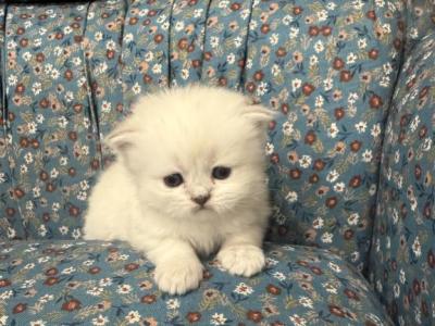 Fluffy Scottish Straight Female - Scottish Straight - Gallery Photo #1