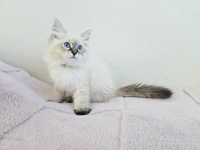 Vasily - Siberian - Gallery Photo #1