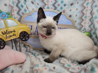 Siamese F Seal Point - Siamese - Gallery Photo #1