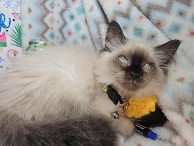 Balinese M Sealpoint Siamee - Siamese - Gallery Photo #1