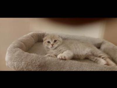 Ella - Scottish Fold - Gallery Photo #1