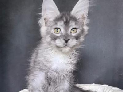 Wilda - Maine Coon - Gallery Photo #1