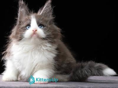 Huxley - Maine Coon - Gallery Photo #1