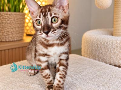 Karina - Bengal - Gallery Photo #1