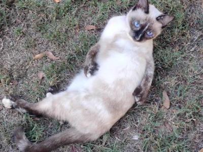 Marnie Polydactyl Siamese - Polydactyl - Gallery Photo #1