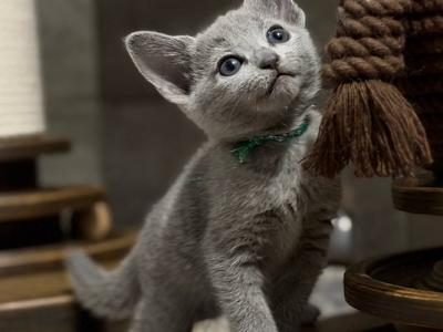 Nairn - Russian Blue - Gallery Photo #1