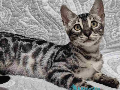 Kiki - Bengal - Gallery Photo #1