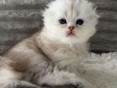 Scottish Longhair - Scottish Fold - Gallery Photo #1