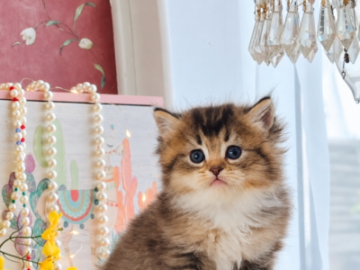 Kiki - British Shorthair - Gallery Photo #1