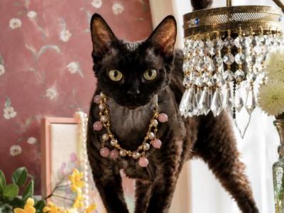 Heihei - Devon Rex - Gallery Photo #1