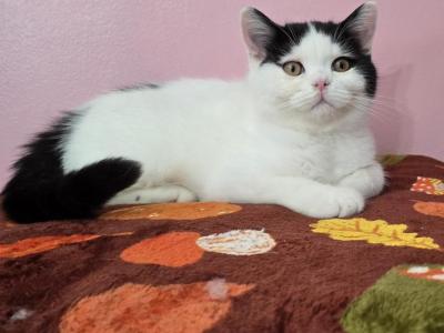 Suicide Squad Litter - British Shorthair - Gallery Photo #1